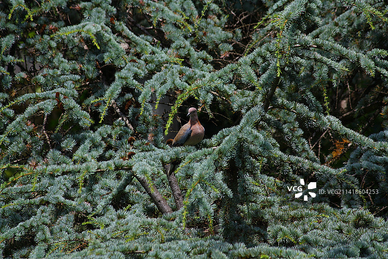 女子站在森林植物中的背影图片素材