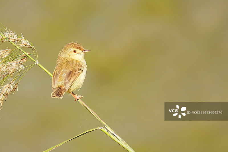 中国台湾台北市栖息在植物上的莺雀特写图片素材