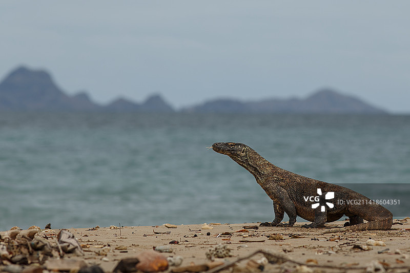 印度尼西亚科莫多国家公园海滩岩石上的科莫多龙特写图片素材