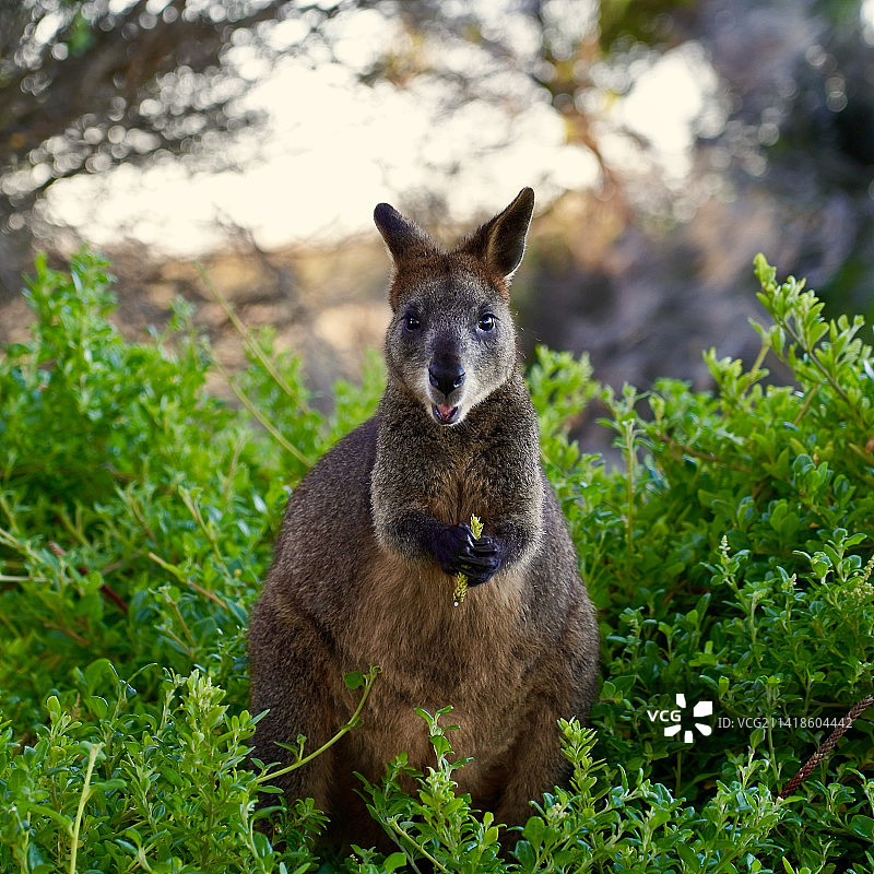 澳大利亚维多利亚州仙女港，坐在草地上的狗的画像图片素材