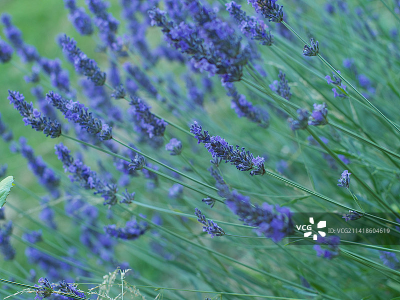 澳大利亚田野中的紫色植物特写图片素材