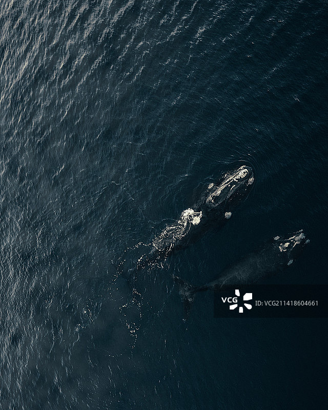 南露脊鲸，丘布特，阿根廷图片素材
