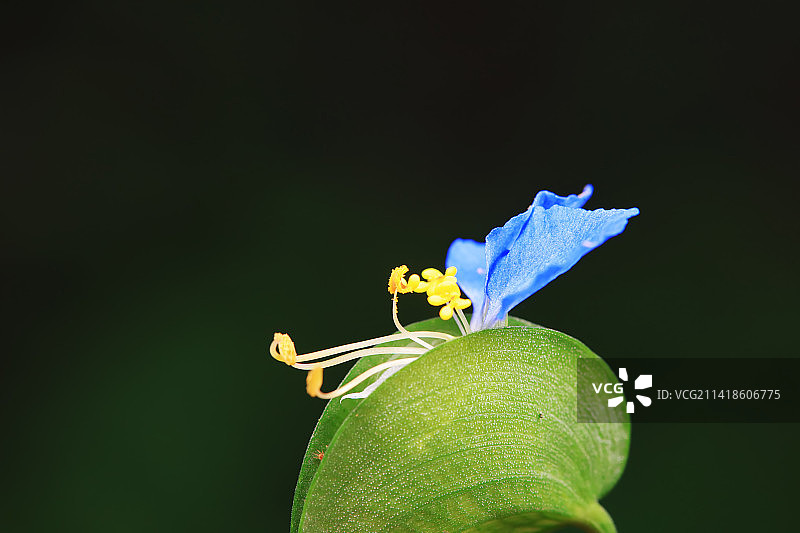 鸭跖草图片素材