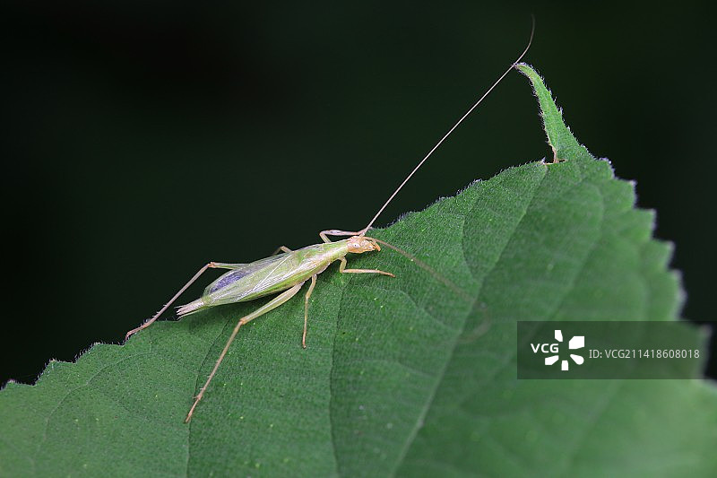 树蟋图片素材