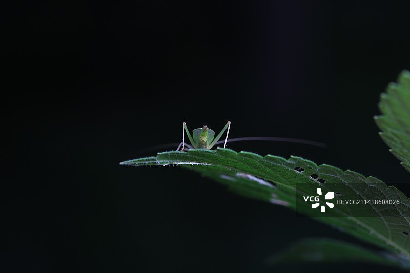 树蟋图片素材