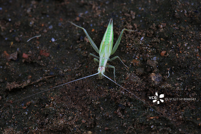 树蟋图片素材