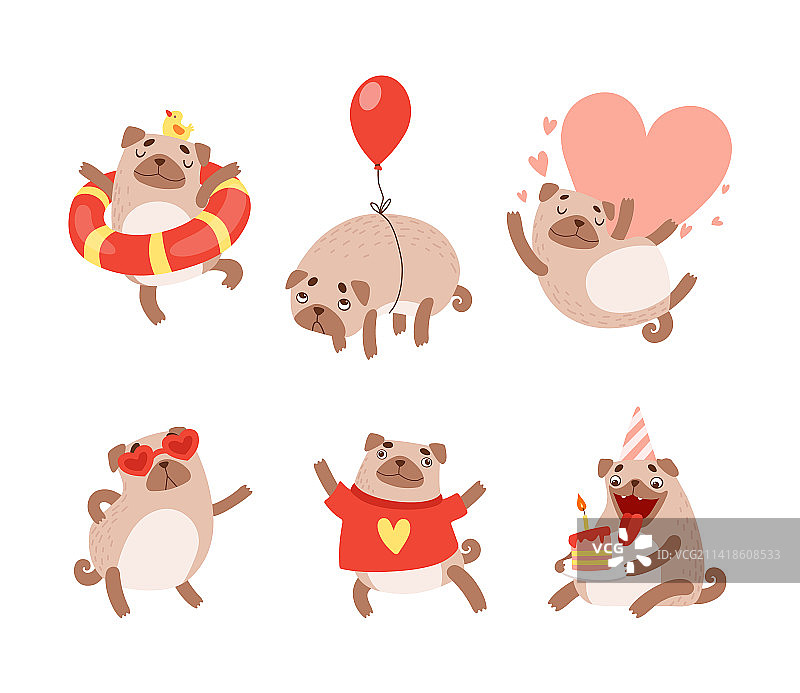 卷曲尾巴和浅棕色的滑稽哈巴狗图片素材