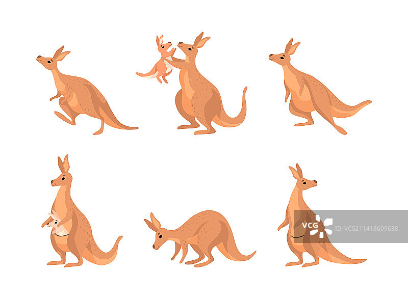 作为澳大利亚动物的袋鼠与坐在里面的幼崽图片素材