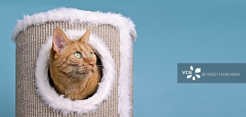 好奇橘猫从猫抓桶探出头图片素材