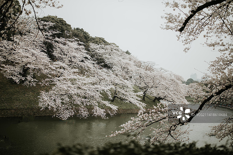 日本樱花树风光图片素材