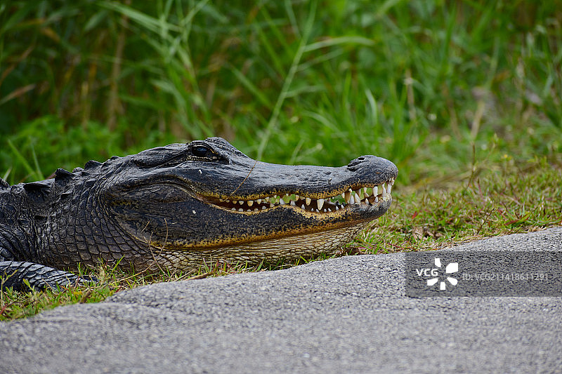 湖中鳄鱼特写图片素材