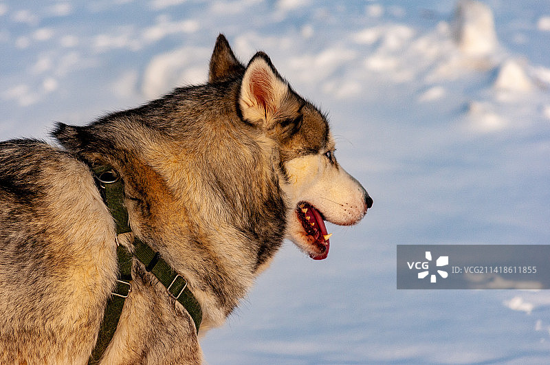 特写：雪橇纯种西伯利亚哈士奇，俄罗斯萨马拉州陶里亚蒂，背景是天空图片素材