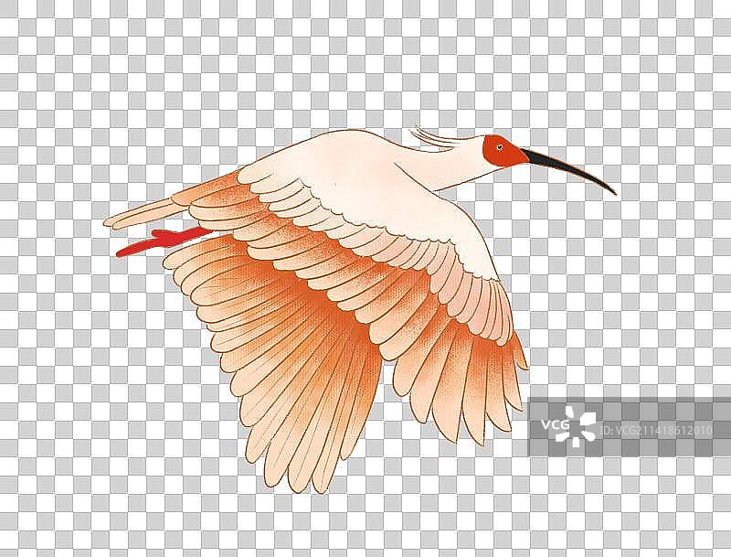 朱鹮元素插画素材图片素材