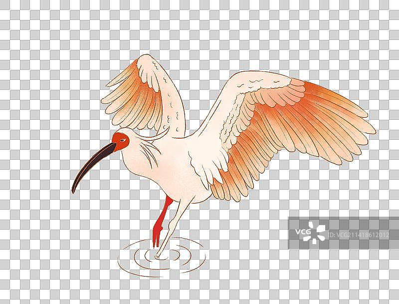 朱鹮元素插画素材图片素材