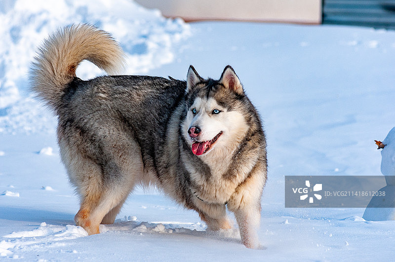雪原上西伯利亚哈士奇犬的特写，俄罗斯萨马拉州陶里亚蒂图片素材