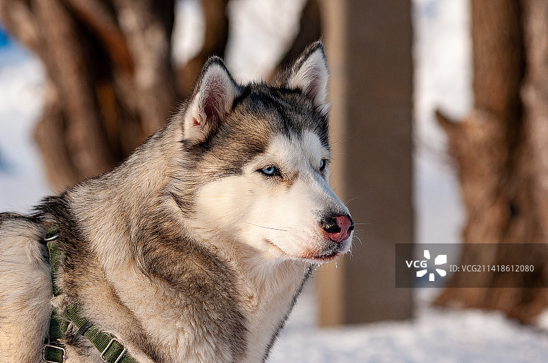 雪橇犬西伯利亚哈士奇望向远方特写，俄罗斯萨马拉州图片素材