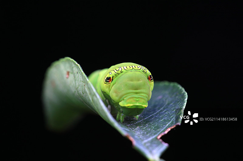 柑橘凤蝶幼虫图片素材