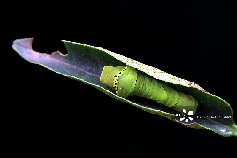 柑橘凤蝶幼虫图片素材