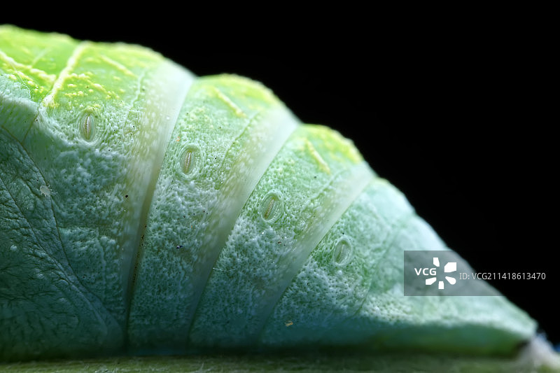 柑橘凤蝶幼虫图片素材