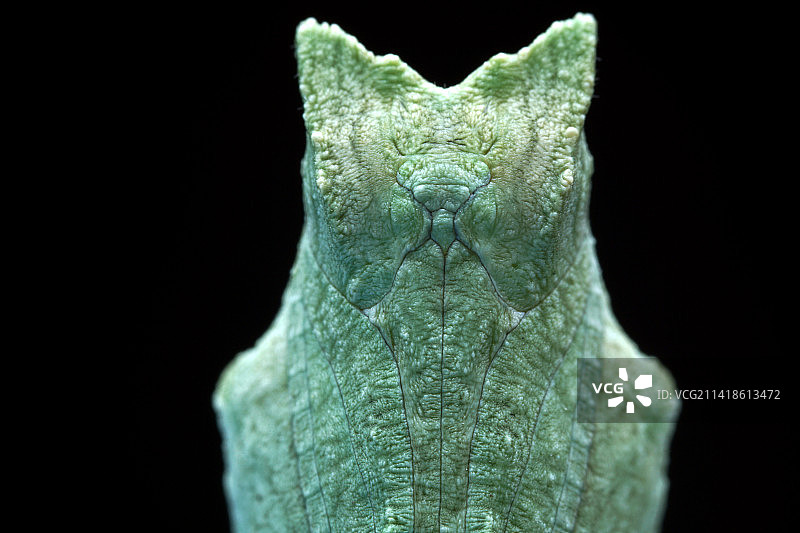 柑橘凤蝶幼虫图片素材