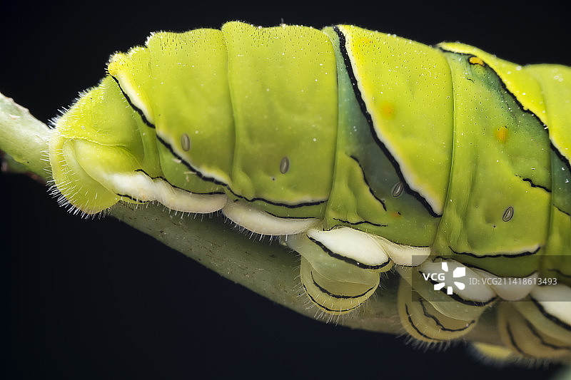 柑橘凤蝶幼虫图片素材