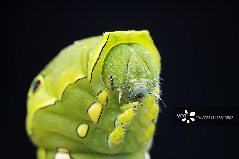 柑橘凤蝶幼虫图片素材