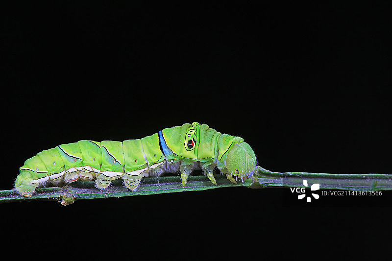 柑橘凤蝶幼虫图片素材