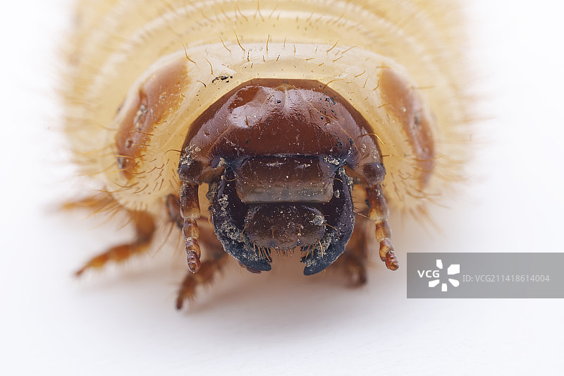 鳃金龟图片素材