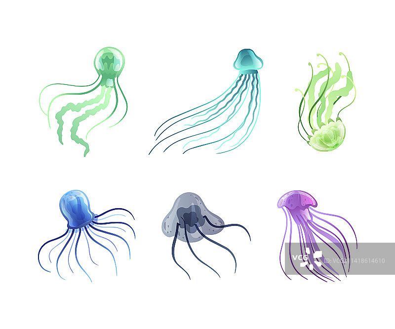 自由游动的海洋生物：海蜇图片素材