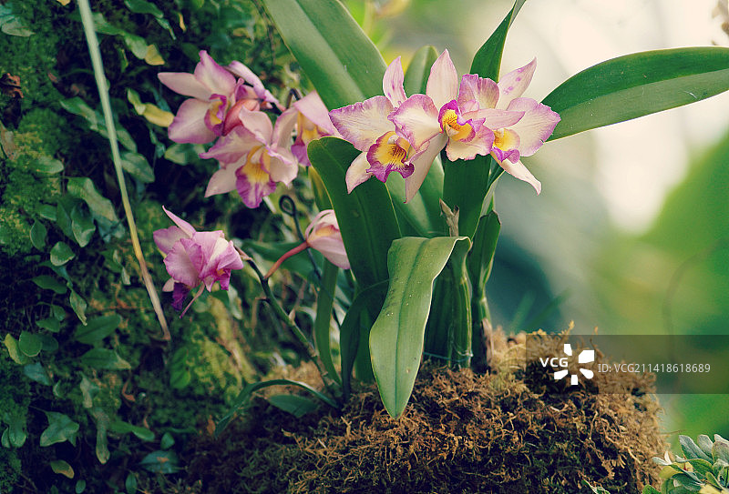 美国密苏里植物园粉色植物特写图片素材