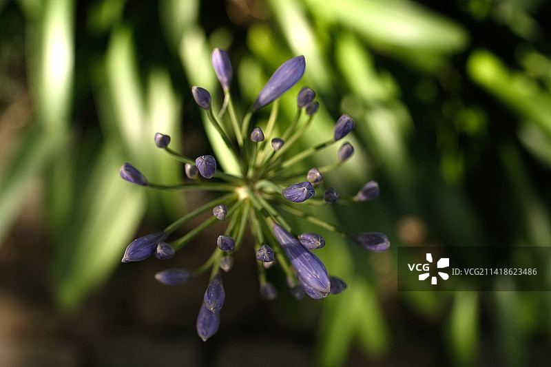 紫色开花植物特写，新弗里堡，里约热内卢，巴西图片素材