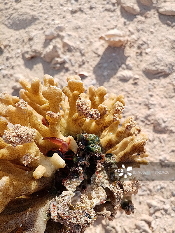 海滩上珊瑚的俯视角度照片，埃及红海省侯尔歌达图片素材