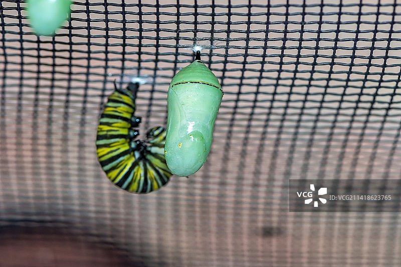 金属上昆虫的特写，美国西岭图片素材