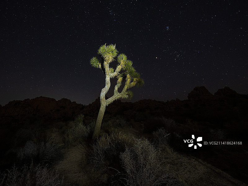 美国加州约书亚树国家公园夜空下的约书亚树美景图片素材