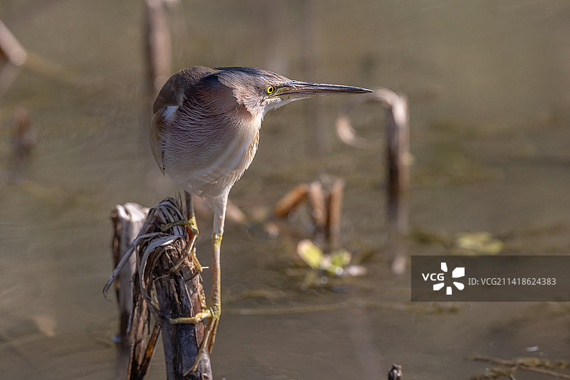 湖中栖息的苍鹭特写，中国澳门图片素材