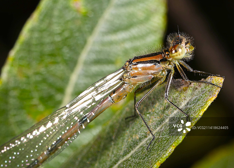美国麦克拉伦公园叶子上的昆虫特写图片素材