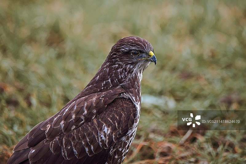 老鹰栖息在田野上特写，波兰图片素材