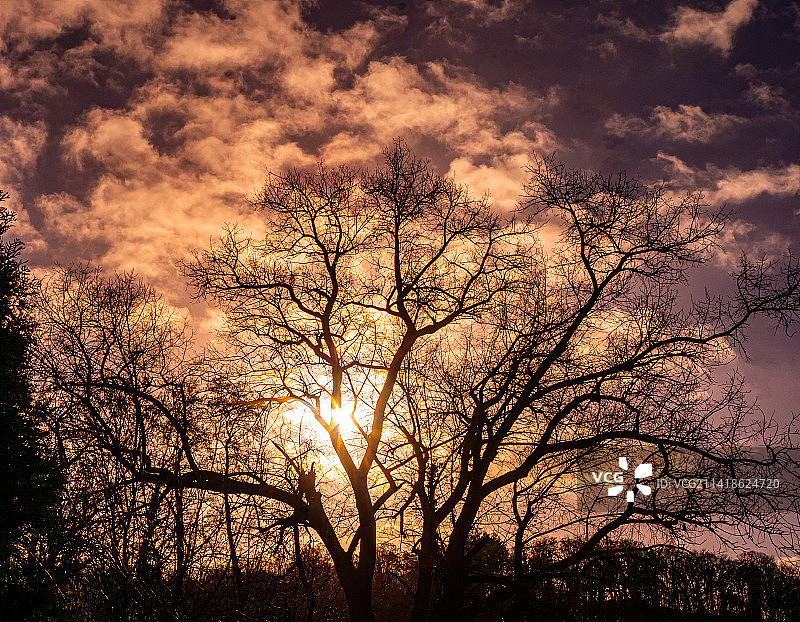 低角度拍摄：荷兰芬洛，日落时分光秃秃的树在天空中的剪影图片素材
