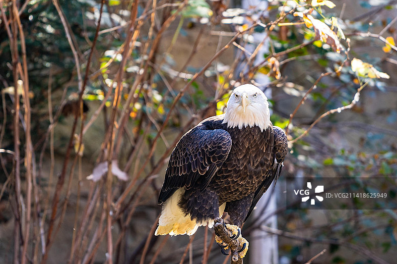 秃鹰栖息在美国俄亥俄州辛辛那提树枝上特写图片素材