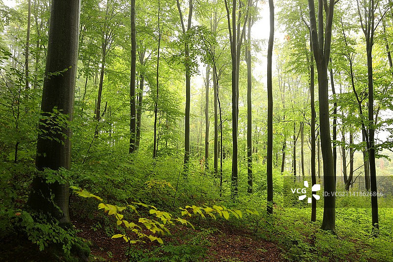 波兰普鲁德尼克森林中的树木图片素材