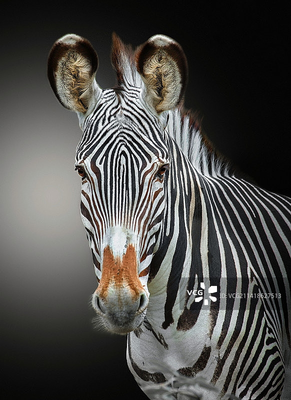 草原斑马特写，捷克共和国图片素材