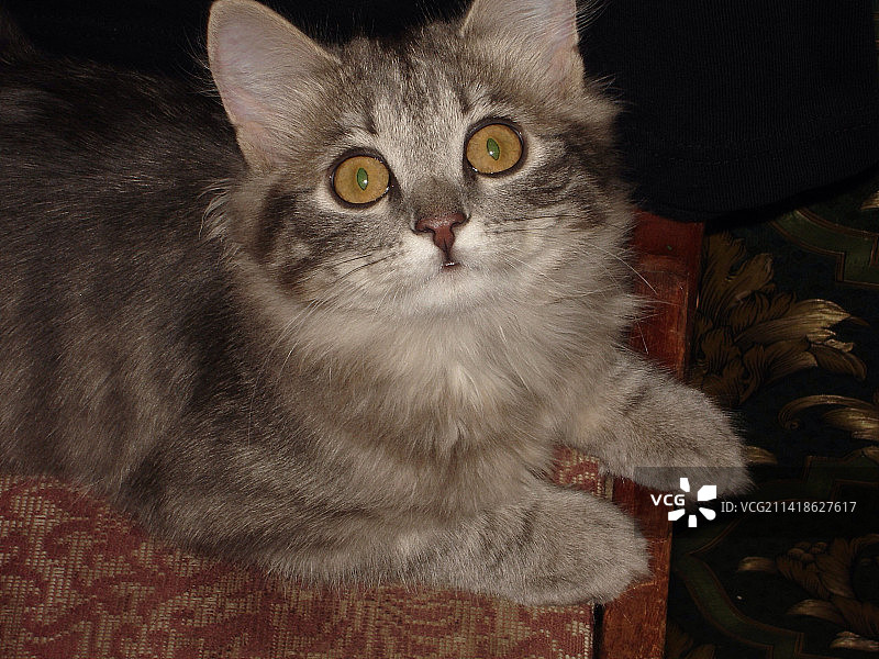 猫咪坐在俄罗斯伊尔库茨克家中沙发上的肖像照图片素材