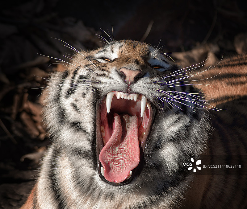 俄罗斯豹子打哈欠特写图片素材