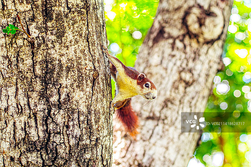 啄木鸟栖息在树干上的特写，泰国曼谷图片素材