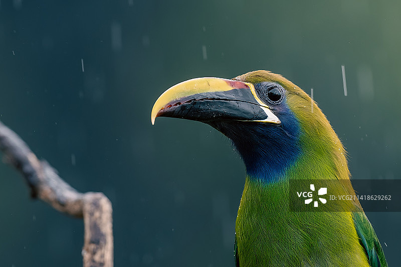 户外栖息的鸟儿特写，哥斯达黎加图片素材