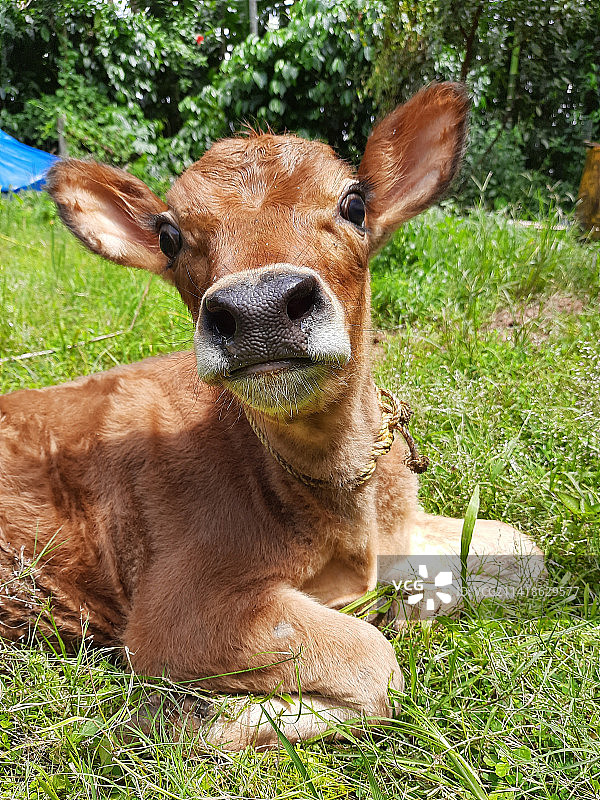 草地上休息的鹿图片素材