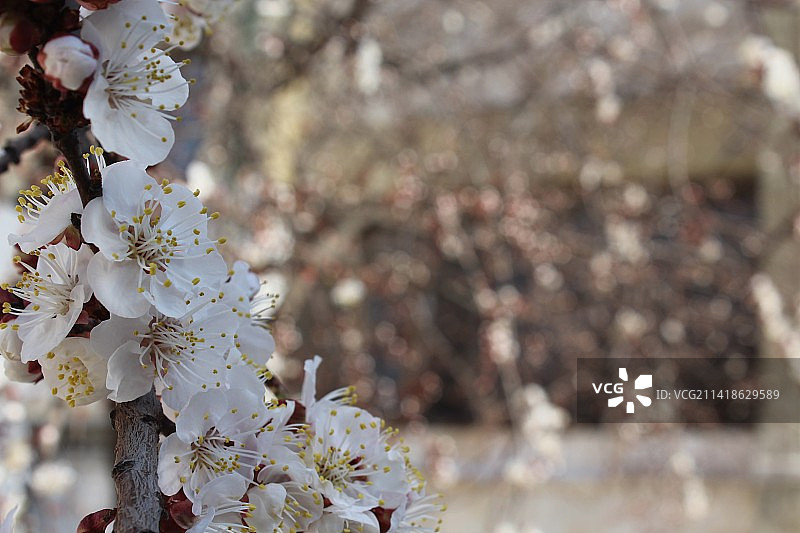 叙利亚伊德利卜省的春季樱花特写图片素材