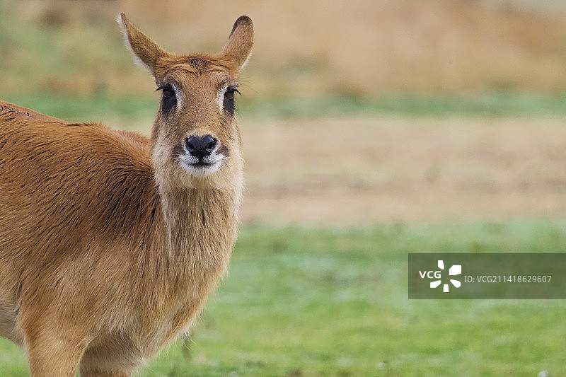 法国里昂草地上的鹿肖像图片素材