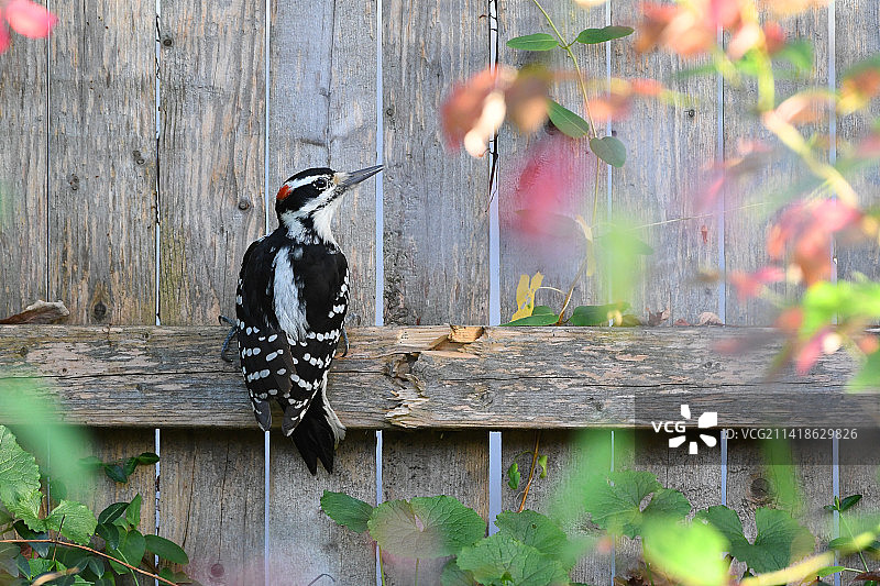啄木鸟栖息在木制鸟舍上的特写，美国宾夕法尼亚州费城图片素材