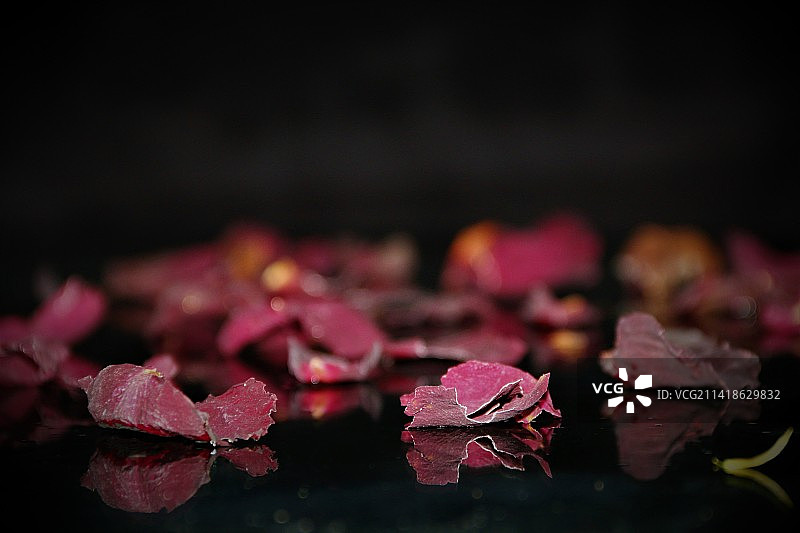 黑色背景上的粉色玫瑰花瓣特写，叙利亚伊德利卜图片素材
